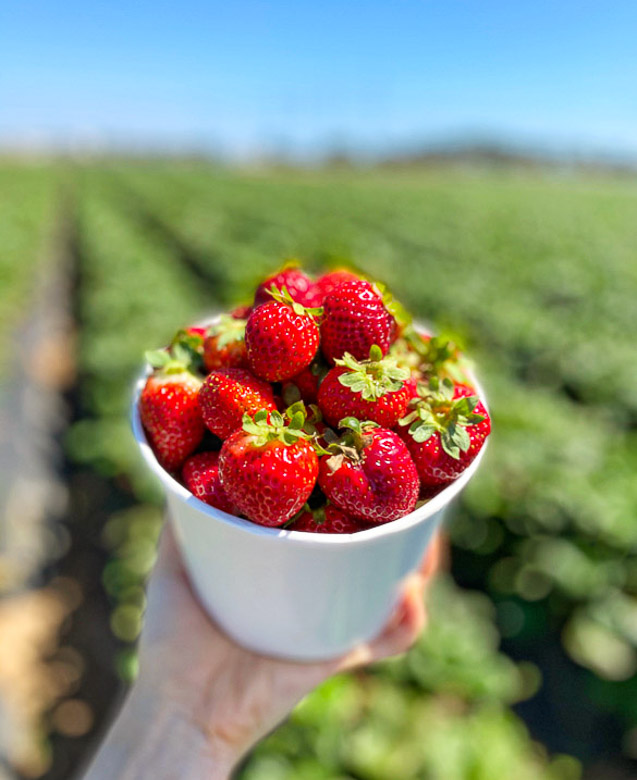 Strawberry Picking In California Summer Chat With Cat   Strawberry Bucket 2 